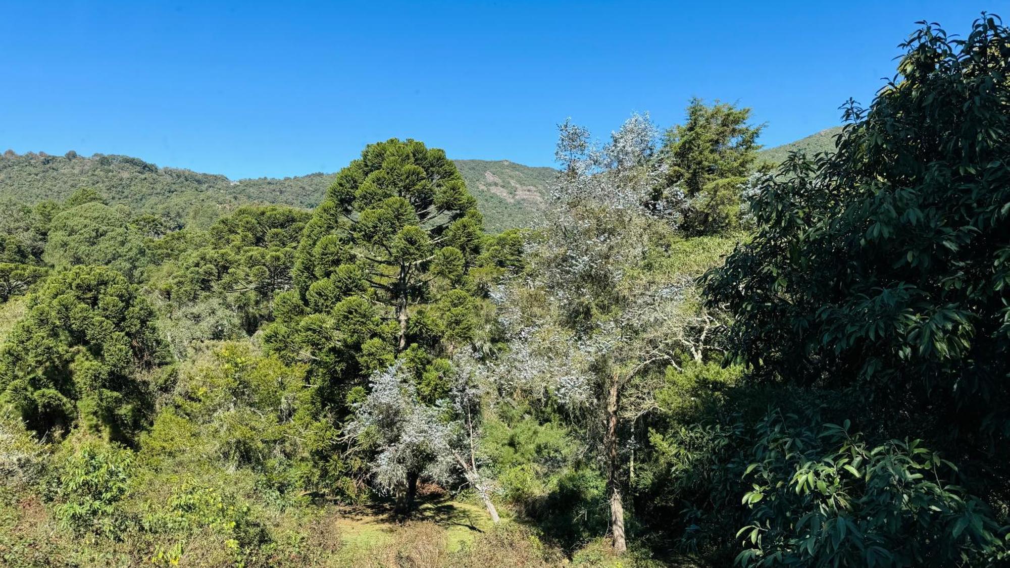 Estalagem Mandeville Monte Verde  Εξωτερικό φωτογραφία